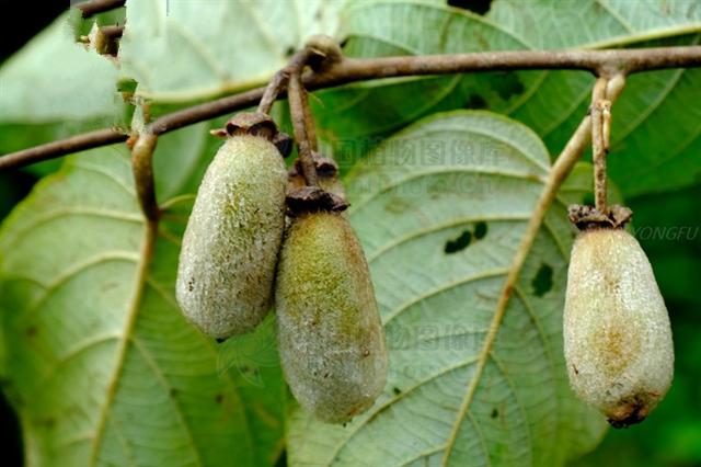 毛花猕猴桃见过吗根可用于胃癌乳癌食道癌腹股沟淋巴结