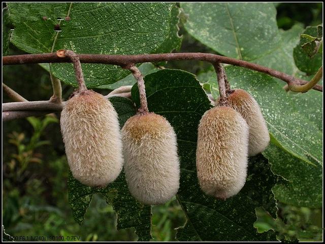 毛花猕猴桃见过吗根可用于胃癌乳癌食道癌腹股沟淋巴结