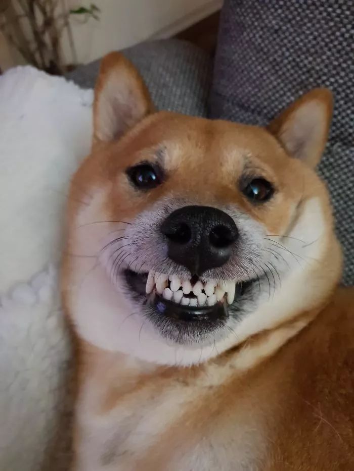 狗子呲牙笑沙雕表情包图片