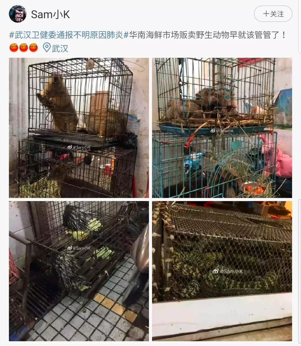 揭开野生动物交易内幕这片子无法打分唯有震撼