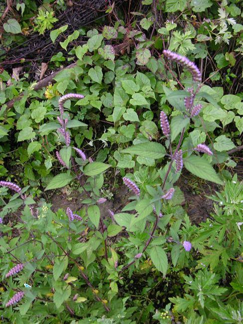 香薷,见过吗?用于暑湿感冒,恶寒发热,头痛无汗,腹痛吐泻