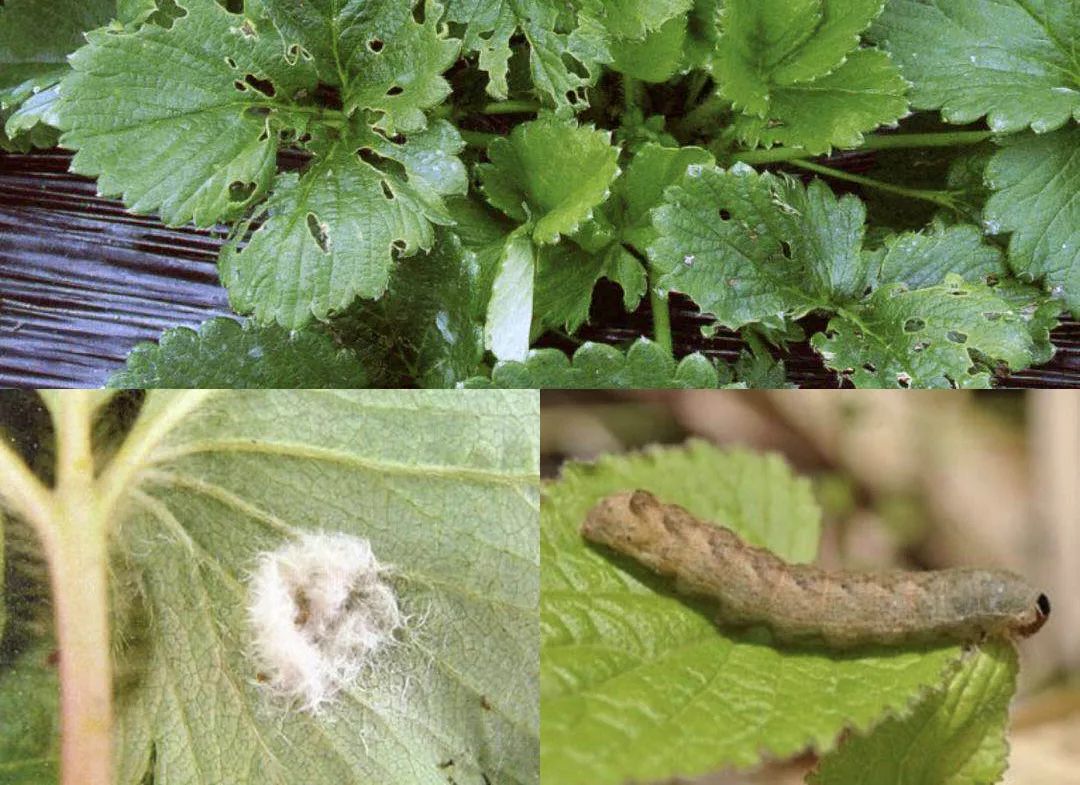 草莓虫害高清图谱及药剂选择(最新版)