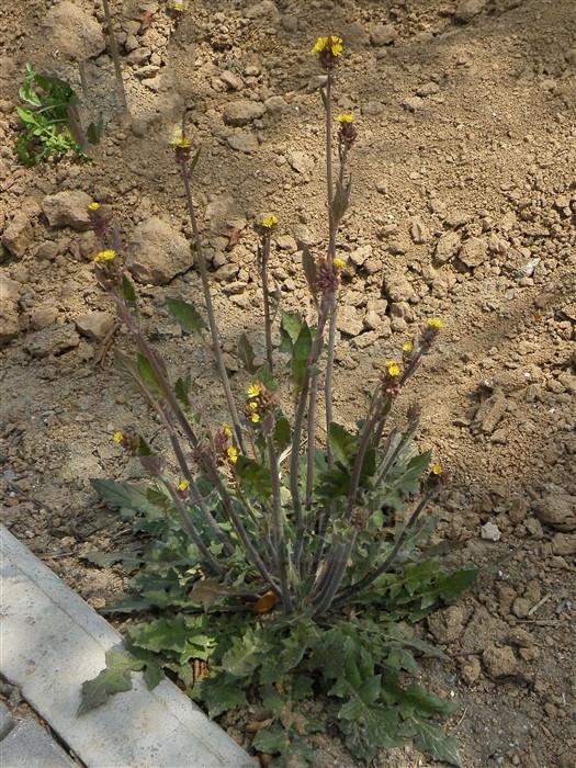 黄鹌菜,见过吗?清热解毒,消肿止痛,治感冒,咽痛,结膜炎|治感冒_新浪新