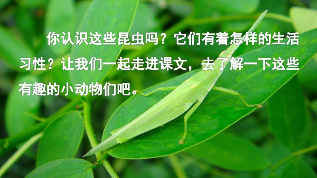 送统编版小学语文三年级下一单元第4课昆虫备忘录微课课文朗读图文