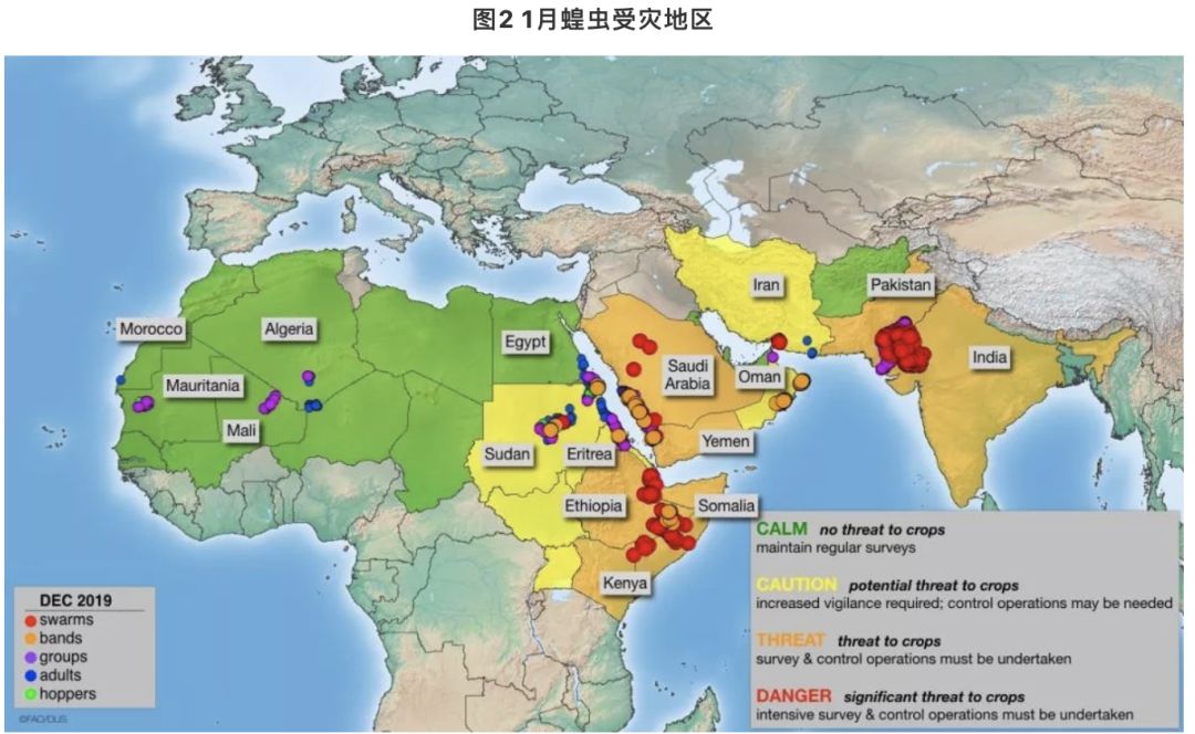 一波未平一波又起:非洲25年最大蝗灾袭来 全球粮食格局生变?