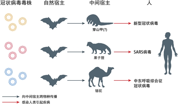 科普：新型冠状病毒源于自然而非实验室_手机新浪网