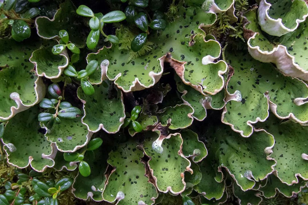 驯鹿:石蕊这么好吃的东西,你们用在化学课?__财经头条