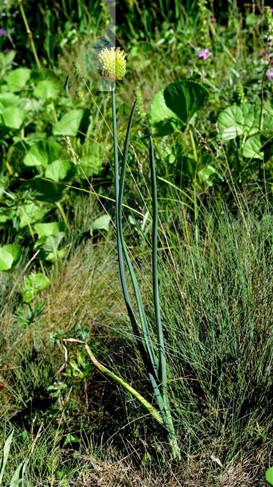 野葱,见过吗?发汗散寒,接骨.主伤风感冒,头痛鼻塞,外用接骨