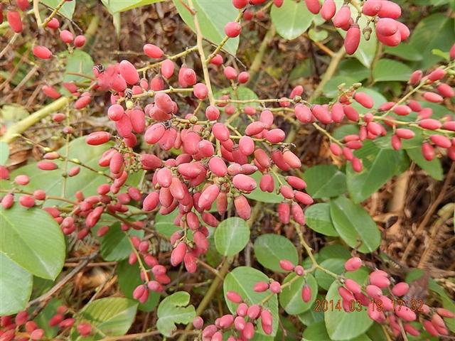 黄鳝藤,见过吗?祛风利湿,止痛.可用于风湿关节痛,骨折肿痛