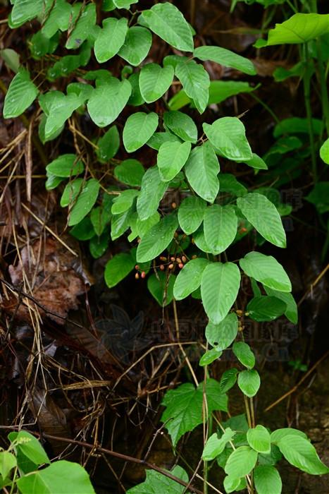 黄鳝藤,见过吗?祛风利湿,止痛.可用于风湿关节痛,骨折肿痛