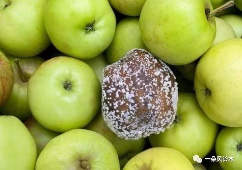 政府马上追溯密切接触者进行隔离,这就像一筐苹果中混入了一个烂苹 