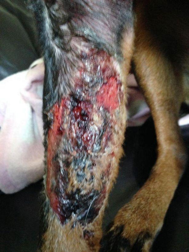 英国"犬类黑死病"蔓延,一周发病十狗九死,皮肤损伤需格外警惕