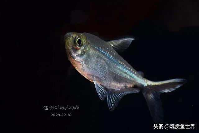 素雅之魚聊聊黑尾大勾觀賞魚世界發掘水族之美