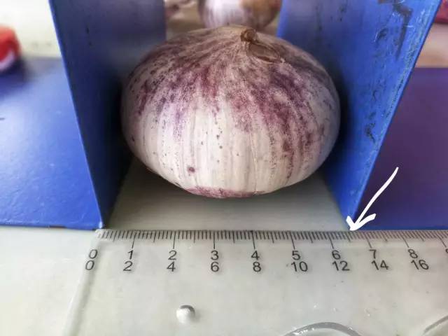 5cm,重约55g和鸡蛋大小差不多个头也比普通白蒜稍大"紫皮大蒜"的奇妙