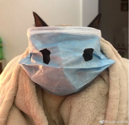这只猫火遍了全世界竟是因为一个口罩还有大神把它做成手办