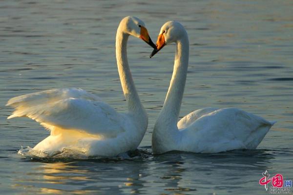 万物皆有灵动物也有情动物情侣情人节比心秀恩爱组图