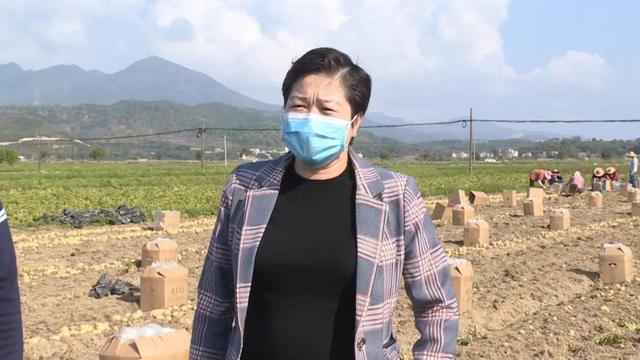 叶惠英一行来到稔山镇竹园村现场察看了马铃薯春收情况