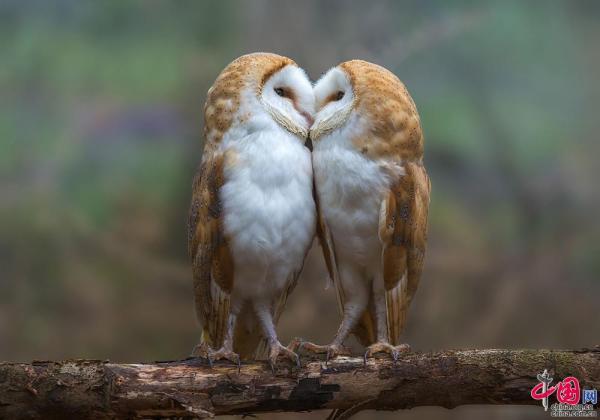 万物皆有灵动物也有情动物情侣情人节比心秀恩爱组图