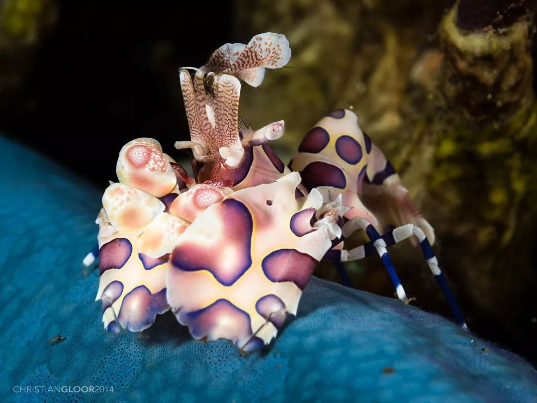 颜色艳丽的小丑虾.图片:christian gloor / wikimedia