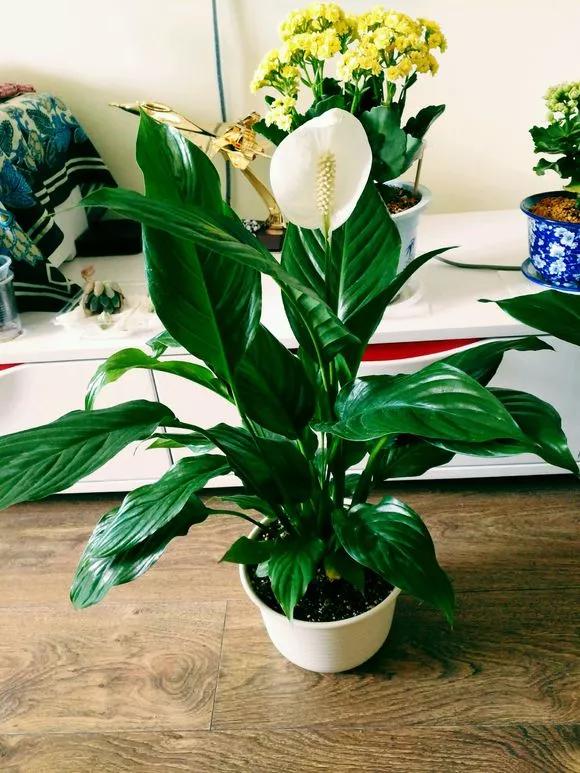 房间养3种"耐阴花",采光差依然开爆盆,比绿萝都好养