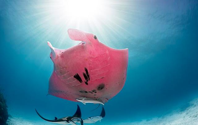 澳洲水域拍到神奇魔鬼鱼,腹面粉色罕见又浪漫,美丽身姿征服网友