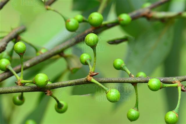 见风消见过吗祛风利湿用于风湿痹痛四肢麻木荨麻疹