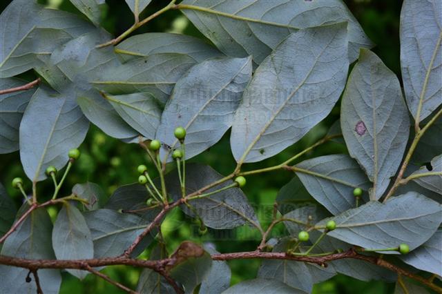 见风消见过吗祛风利湿用于风湿痹痛四肢麻木荨麻疹