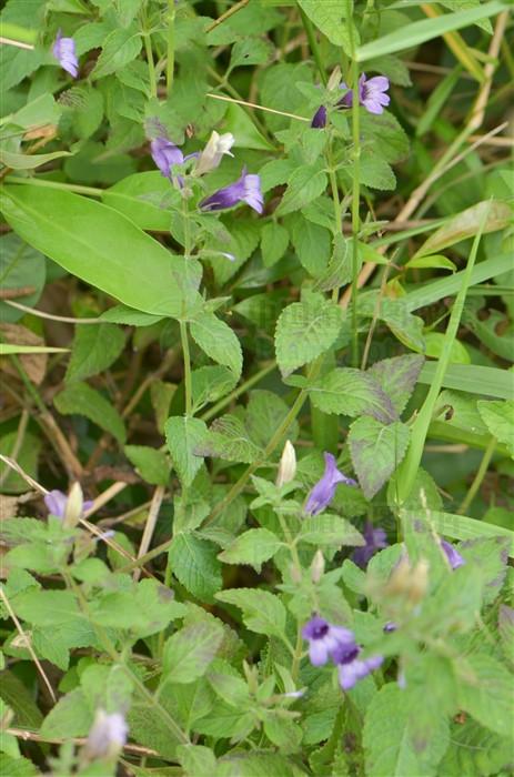 毛麝香,见过吗?祛风湿,消肿毒,止痛.治风湿骨痛,气滞腹痛