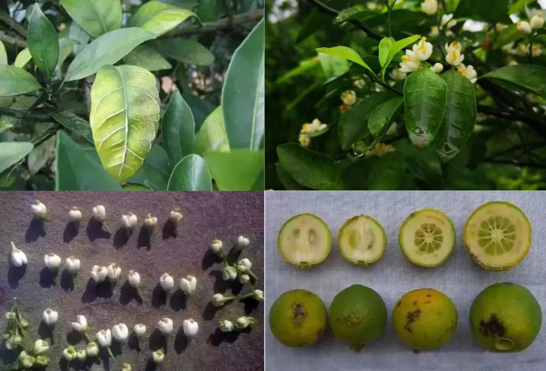 缺硼:新梢顶枯,畸形;叶脉木栓化,甚至爆裂;畸形花多,落花严重;幼果