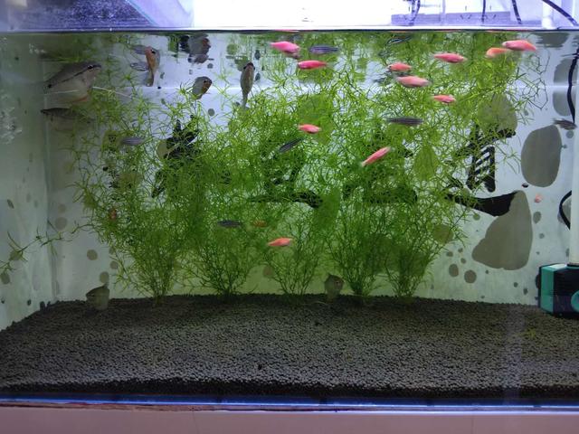 最容易饲养的水草 可以用来繁殖多种观赏鱼 效果一定不错 斗鱼 新浪新闻