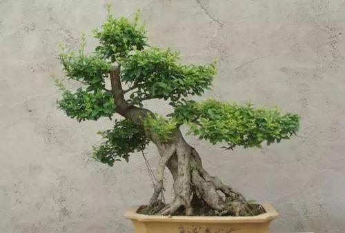 冬青树应该怎么养？做好这几点就够了|养护|植物|土壤|水分|阴性_新浪新闻