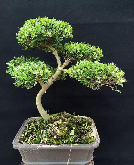 冬青树应该怎么养做好这几点就够了