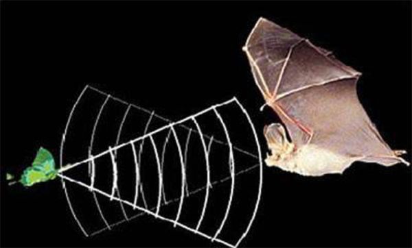 正被避之不及的"毒王"蝙蝠,也曾给过科学家不少灵感
