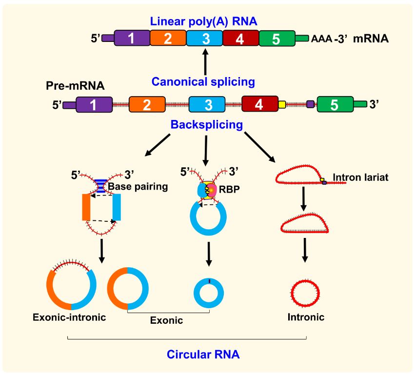 环状rna最新综述:它在大脑中含量很高,关乎神经系统的发育和多种疾病
