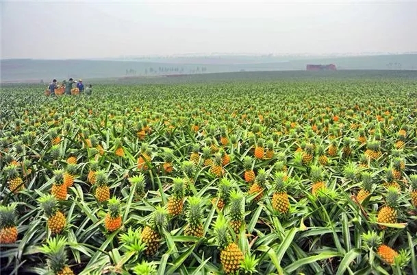 中国联通委任范云军为执行董事