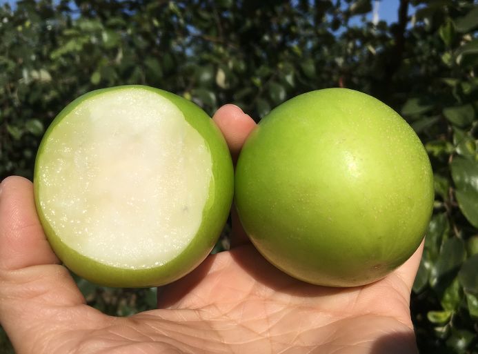 漳州牛奶大青枣节后去油腻一口清甜嘎嘣脆