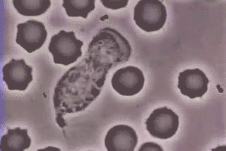 齐鲁早报|德州小伙儿捐献新冠恢复期血浆,为全省第一例|疫情|新冠肺炎