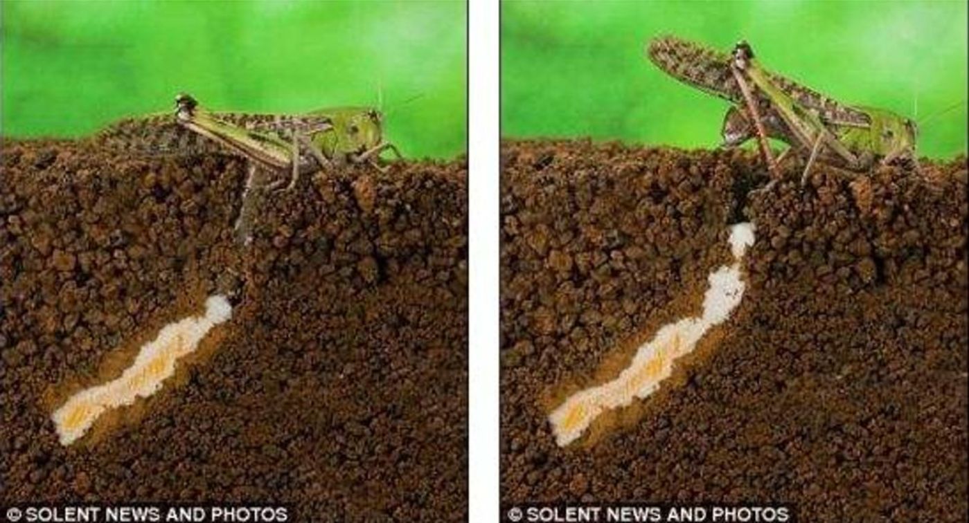 Какую среду обитания освоила саранча впр. Какую среду обитания освоила саранча впр. Азиатская саранча тип развития. Азиатская саранча личинка. Прямокрылые насекомые примеры.