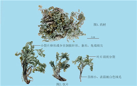绵茵陈,多卷曲成团状,灰白色或灰绿色.气清香,味微苦.
