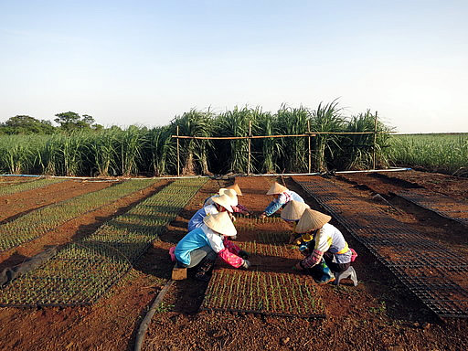 甘蔗种植全过程图片