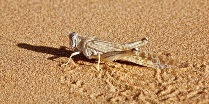 4000亿沙漠蝗虫搅动资本市场 最新消息:印度当前蝗灾已基本结束