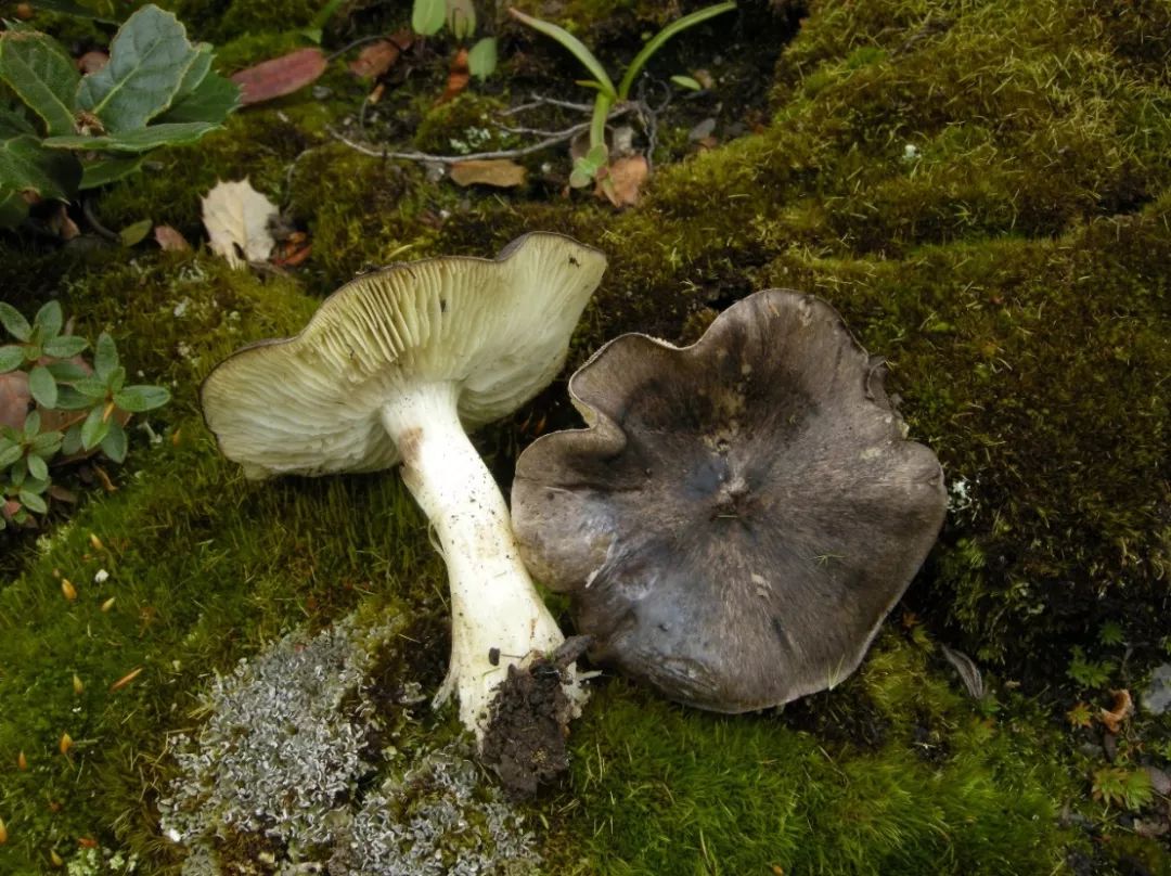 棕灰口蘑(t. terreum),俗称 "小灰菌","灰灰菌",多生于松林下.