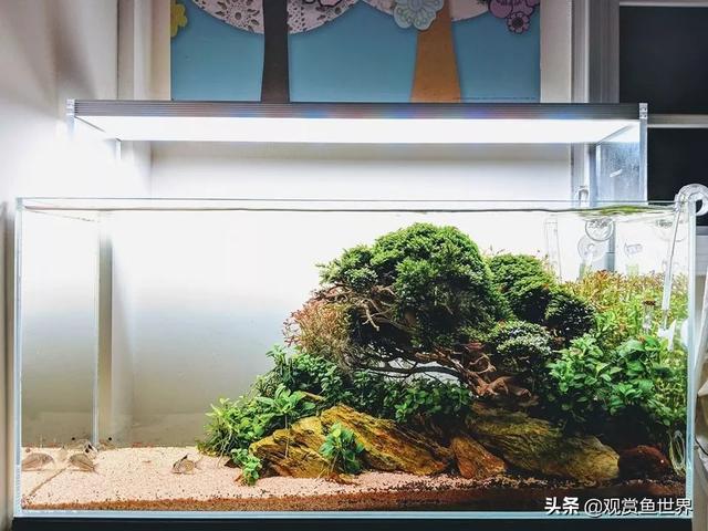 diy精致水草造景缸,这才是玩水草该有的样子
