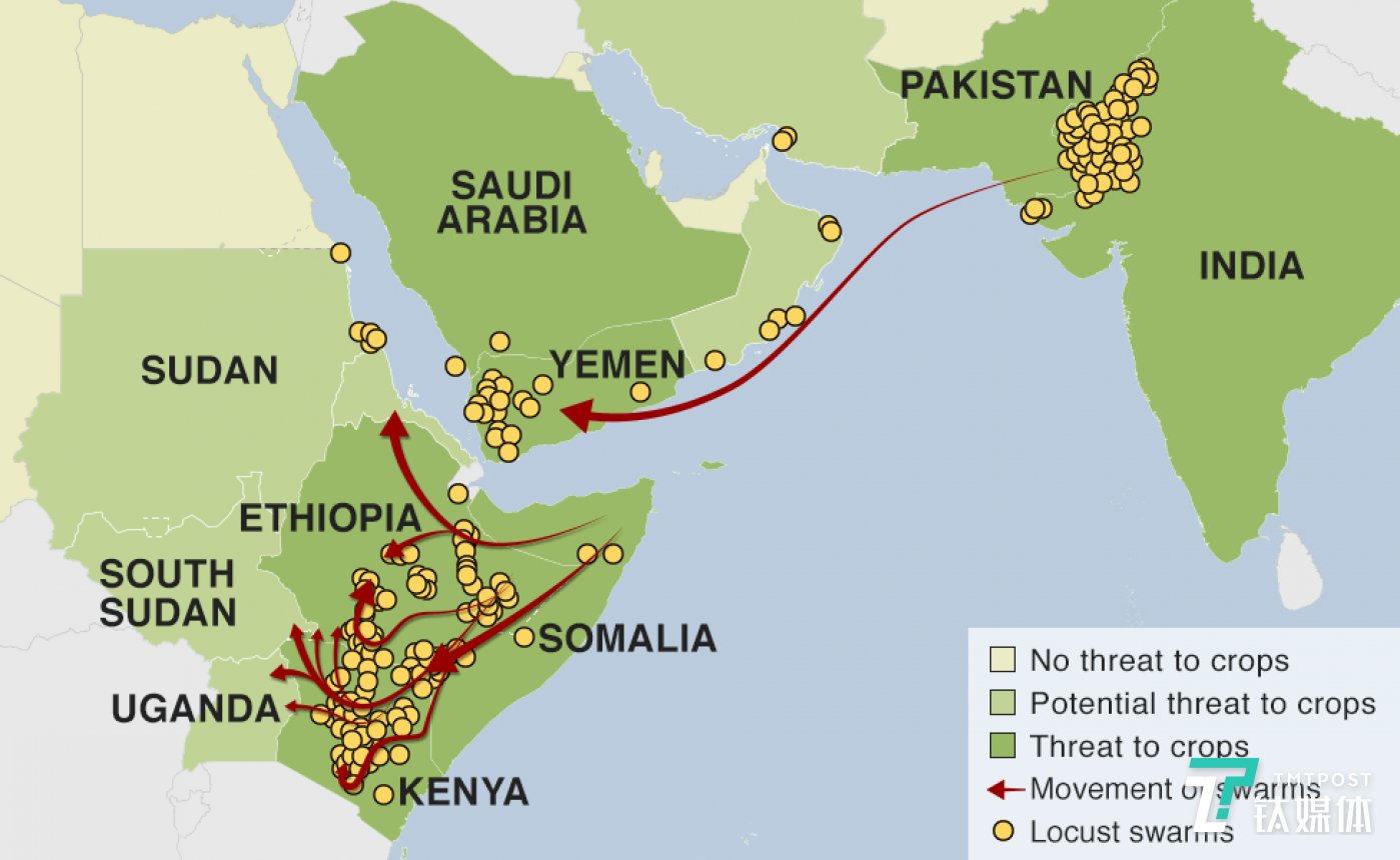 2020大蝗灾是怎样发生的钛媒体科普