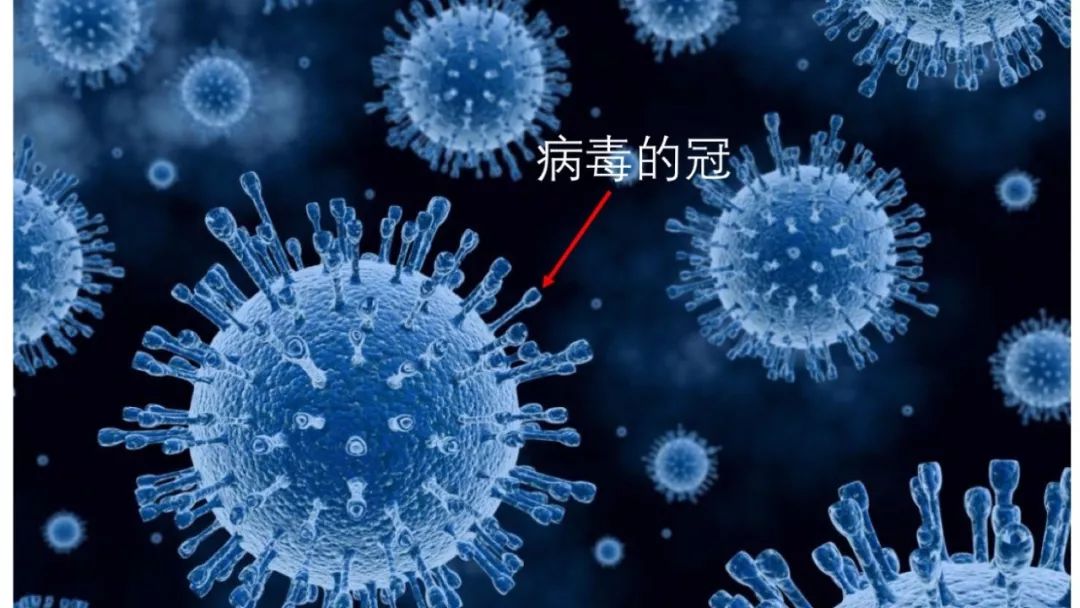 新冠肺炎病毒靠什么感染细胞?