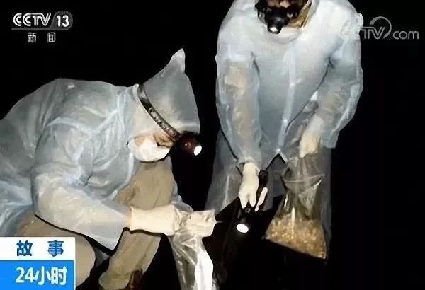 石正丽团队在野外采集蝙蝠病毒样本 图片来源：央视截图