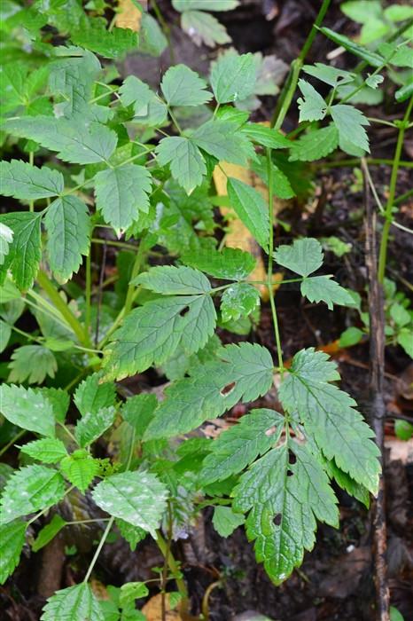 野升麻,见过吗?发表透疹,清热解毒.主小儿麻疹,热毒斑疹