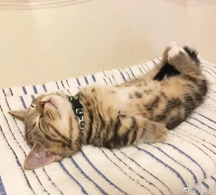 我被萌死了!这个猫猫躺着睡看起来太乖了!