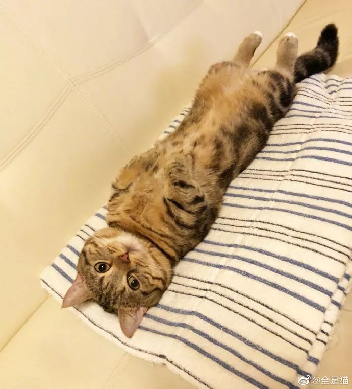 我被萌死了!这个猫猫躺着睡看起来太乖了!