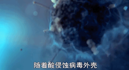 细胞核|细胞膜|新冠肺炎_新浪新闻